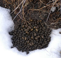 Deer scat