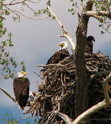 eagle family