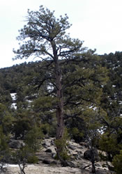 pine tree